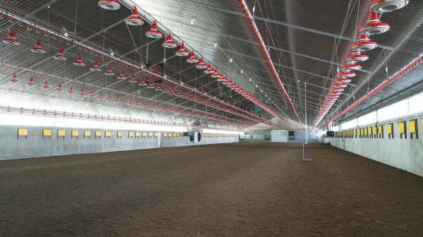 Broiler-Farm-in-the-Europe-2025-1.jpg