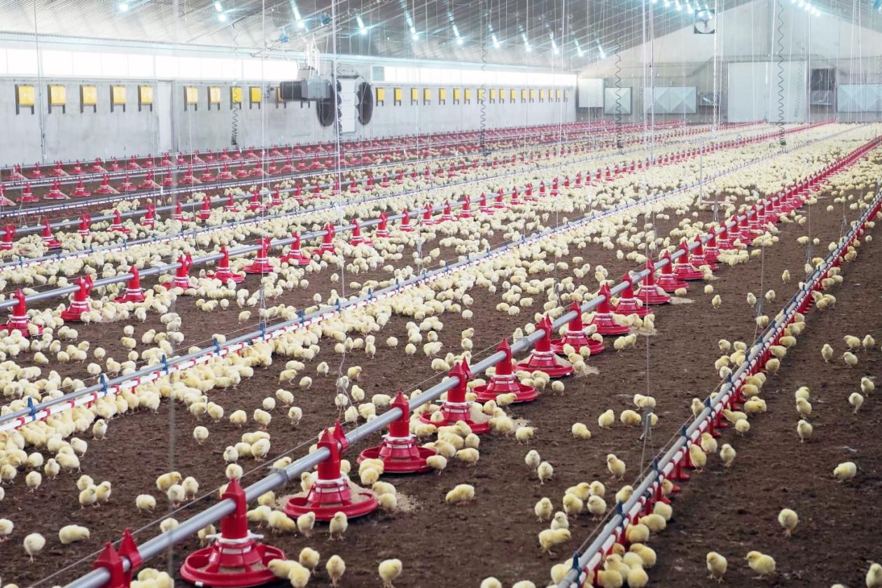 Brand New Broiler House in the Netherlands